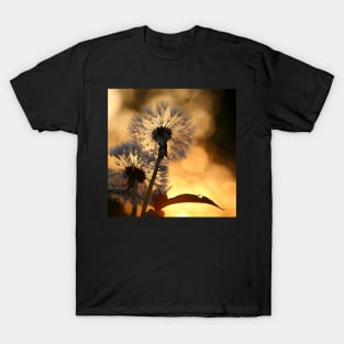 Beautiful Dandelion Flower T-Shirt